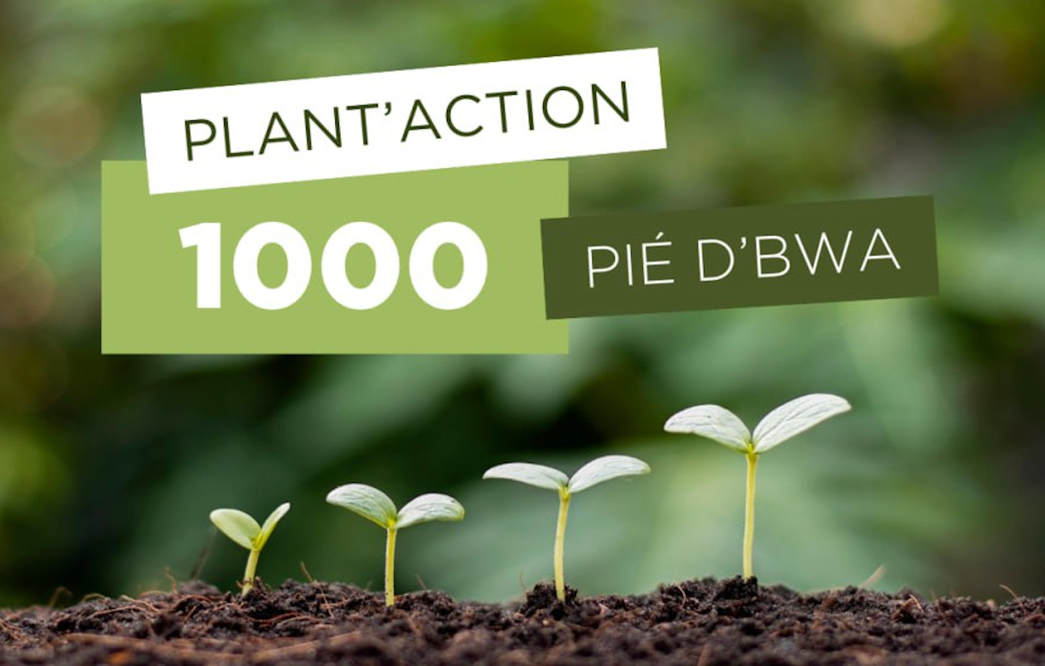 🌳 Plant’Action, 1000 Pié d’Bwa : venez planter un arbre le samedi 26 octobre